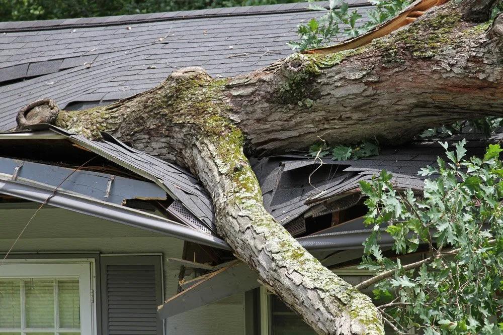 Tree-fallen-on-roof